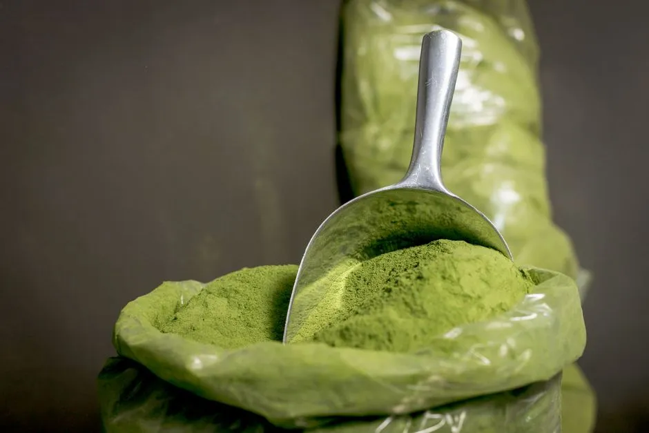 Henna Powder vs Ready-Made Cones: Which Should You Buy?